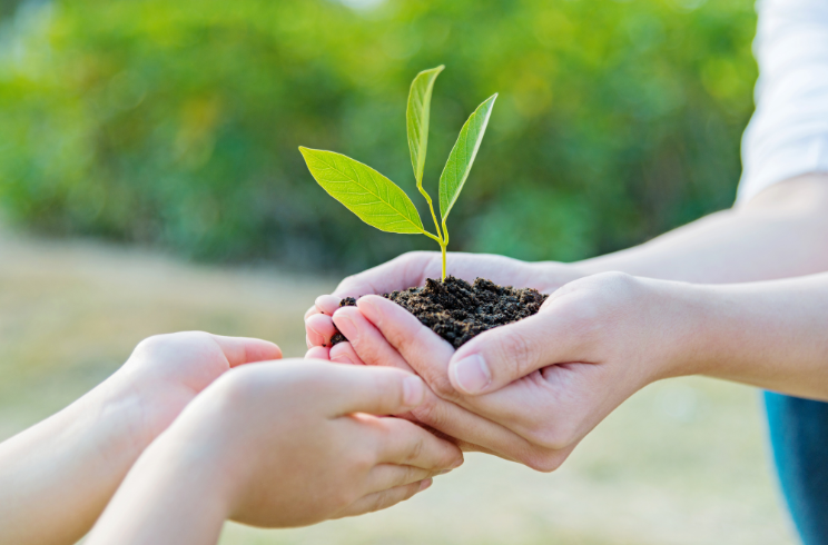 hands holding plant